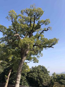 November 30, 2018 - (3) Kotohiragu Shrine IMG_8650