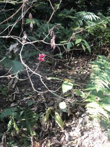 November 30, 2018 - (3) Kotohiragu Shrine IMG_8652