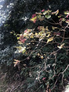 November 30, 2018 - (3) Kotohiragu Shrine IMG_8653