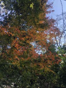 November 30, 2018 - (3) Kotohiragu Shrine IMG_8679