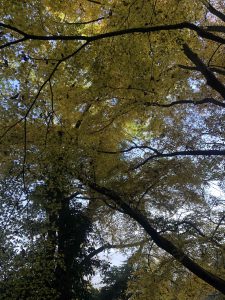 November 30, 2018 - (3) Kotohiragu Shrine IMG_8692