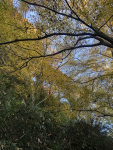 November 30, 2018 - (3) Kotohiragu Shrine IMG_8694
