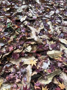 November 30, 2018 - (3) Kotohiragu Shrine IMG_8699