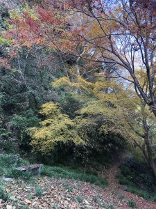 November 30, 2018 - (3) Kotohiragu Shrine IMG_8700