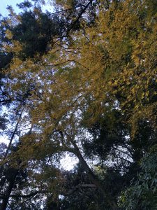 November 30, 2018 - (3) Kotohiragu Shrine IMG_8708