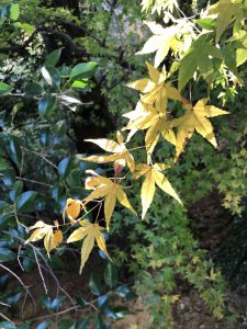 November 30, 2018 - (3) Kotohiragu Shrine IMG_8718