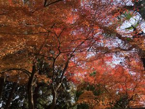 November 30, 2018 - (3) Kotohiragu Shrine IMG_8732