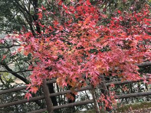 November 30, 2018 - (4) Oboke IMG_8811