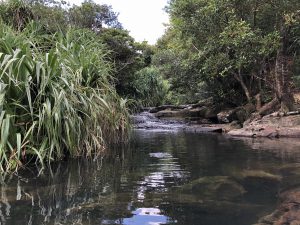 November 10, 2019 - (06) Iriomote - Oomija Road Park - 11 of 27