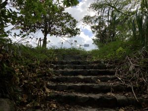 November 10, 2019 - (06) Iriomote - Oomija Road Park - 12 of 27