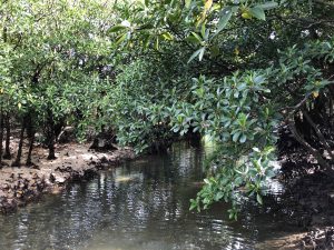 November 10, 2019 - (06) Iriomote - Oomija Road Park - 19 of 27