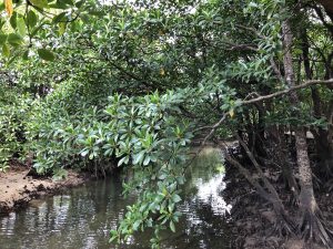 November 10, 2019 - (06) Iriomote - Oomija Road Park - 20 of 27