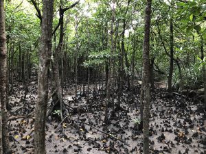 November 10, 2019 - (06) Iriomote - Oomija Road Park - 21 of 27