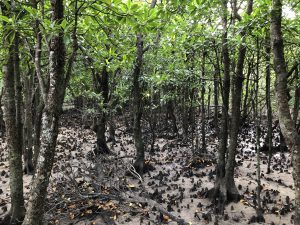 November 10, 2019 - (06) Iriomote - Oomija Road Park - 22 of 27