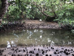 November 10, 2019 - (06) Iriomote - Oomija Road Park - 23 of 27