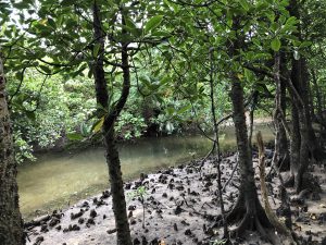 November 10, 2019 - (06) Iriomote - Oomija Road Park - 24 of 27