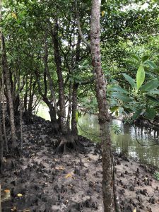 November 10, 2019 - (06) Iriomote - Oomija Road Park - 25 of 27