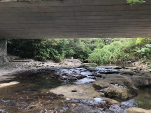 November 10, 2019 - (06) Iriomote - Oomija Road Park - 7 of 27