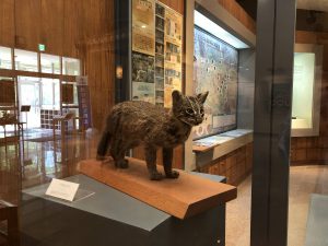 November 10, 2019 - (08) Iriomote - Iriomote Wildlife Conservation Center - 3 of 10