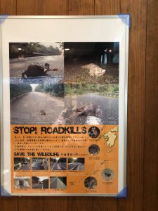 November 10, 2019 - (08) Iriomote - Iriomote Wildlife Conservation Center - 8 of 10