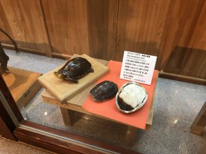 November 10, 2019 - (08) Iriomote - Iriomote Wildlife Conservation Center - 9 of 10