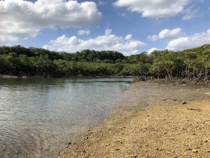 November 10, 2019 - (09) Iriomote - Shiirabashi Road Park - 12 of 23