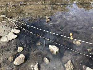 November 10, 2019 - (09) Iriomote - Shiirabashi Road Park - 14 of 23