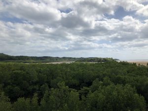 November 10, 2019 - (09) Iriomote - Shiirabashi Road Park - 15 of 23