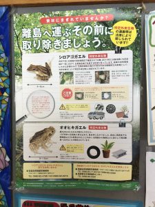 November 10, 2019 - (10) Iriomote - Ohara Ferry Port - 6 of 10