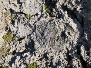 November 10, 2019 - (20) Hateruma - Southernmost Point in Japan - 9 of 27