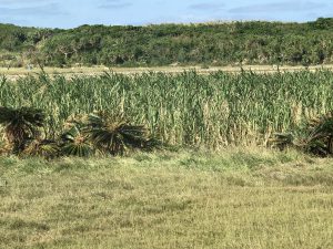 November 10, 2019 - (21) Hateruma - On the Way - 2 of 5