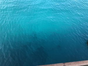 November 10, 2019 - (23) Hateruma - Ferry Port - 2 of 3