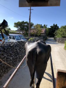 November 11, 2019 - (05) Taketomi - Water Buffalo - 10 of 12