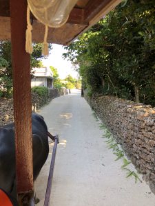 November 11, 2019 - (05) Taketomi - Water Buffalo - 2 of 12