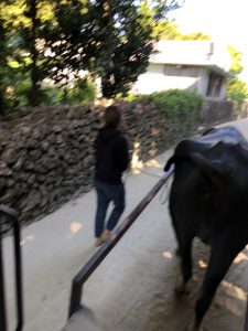 November 11, 2019 - (05) Taketomi - Water Buffalo - 3 of 12