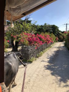 November 11, 2019 - (05) Taketomi - Water Buffalo - 4 of 12
