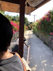 November 11, 2019 - (05) Taketomi - Water Buffalo - 5 of 12