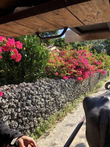 November 11, 2019 - (05) Taketomi - Water Buffalo - 6 of 12