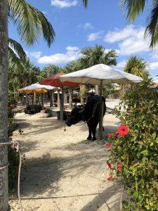 November 11, 2019 - (13) Taketomi - Village - 15 of 17