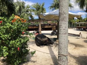 November 11, 2019 - (13) Taketomi - Village - 17 of 17