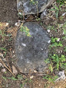 November 5, 2019 - (09) Kuroshima - Paifutawan - 7 of 9
