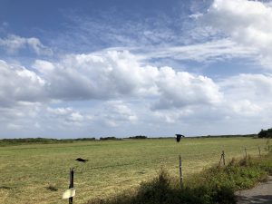 November 5, 2019 - (10) Kuroshima - On the Way - 1 of 5