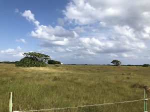 November 5, 2019 - (10) Kuroshima - On the Way - 4 of 5