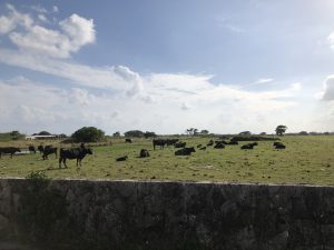 November 5, 2019 - (12) Kuroshima - On the Way - 11 of 12