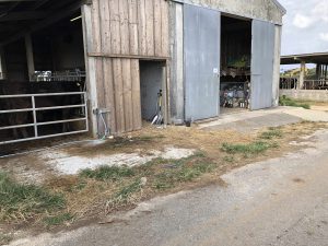 November 5, 2019 - (14) Kuroshima - On the Way (Cats) - 1 of 3