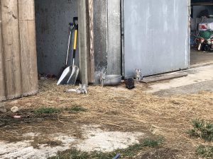 November 5, 2019 - (14) Kuroshima - On the Way (Cats) - 2 of 3