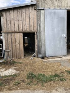 November 5, 2019 - (14) Kuroshima - On the Way (Cats) - 3 of 3
