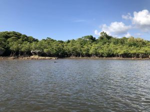 November 6, 2019 - (1) Iriomote - Nakama River - 1 of 16