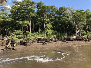 November 6, 2019 - (1) Iriomote - Nakama River - 10 of 16