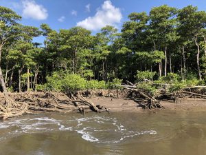 November 6, 2019 - (1) Iriomote - Nakama River - 11 of 16